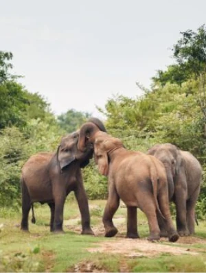 3 elephants in Sri Lanka wrestling with trunks