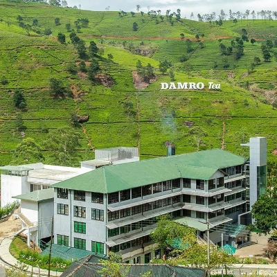 nuwara eliya tea fields