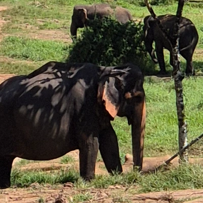 elephants in Sri Lanka