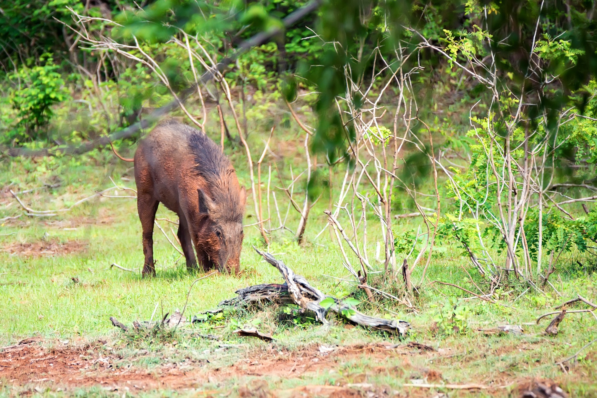 Indian boar or Sus scrofa cristatus